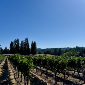 Clarice Member Saturday in the Russian River Valley